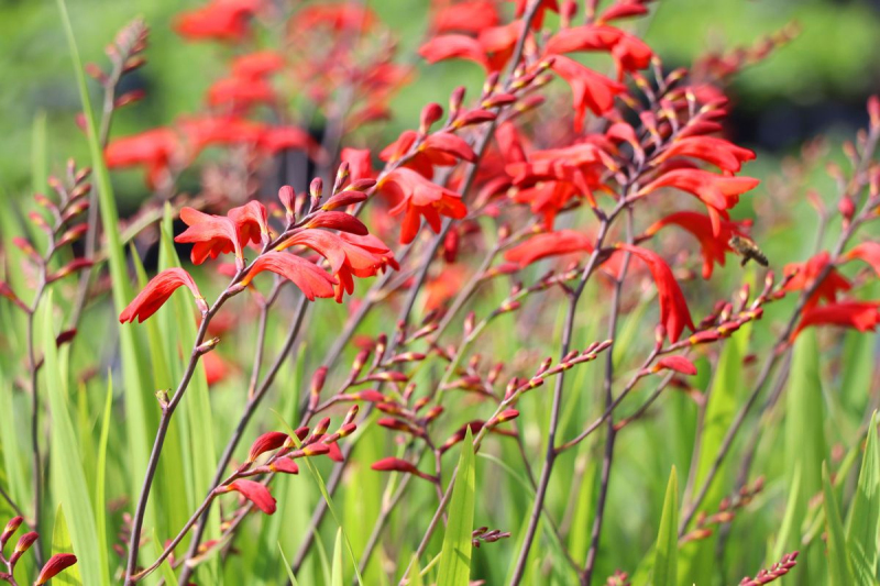Montbrécia - Crocosmia ’Emberglow’