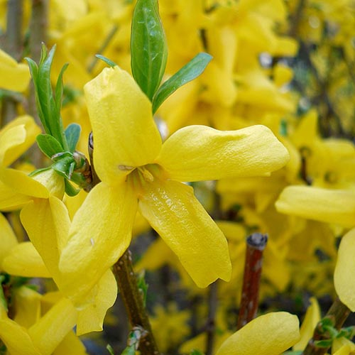 Zlatovka prostredná ´Weekend´ na kmienku