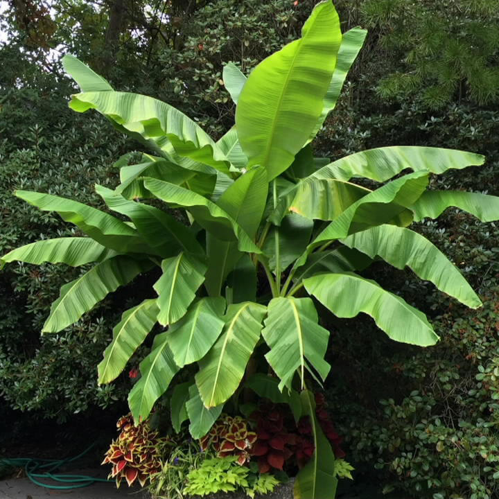 Banánovník japonský (Musa Basjoo)