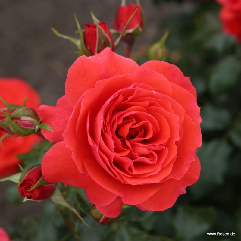 Ruža ´Cherry Girl´