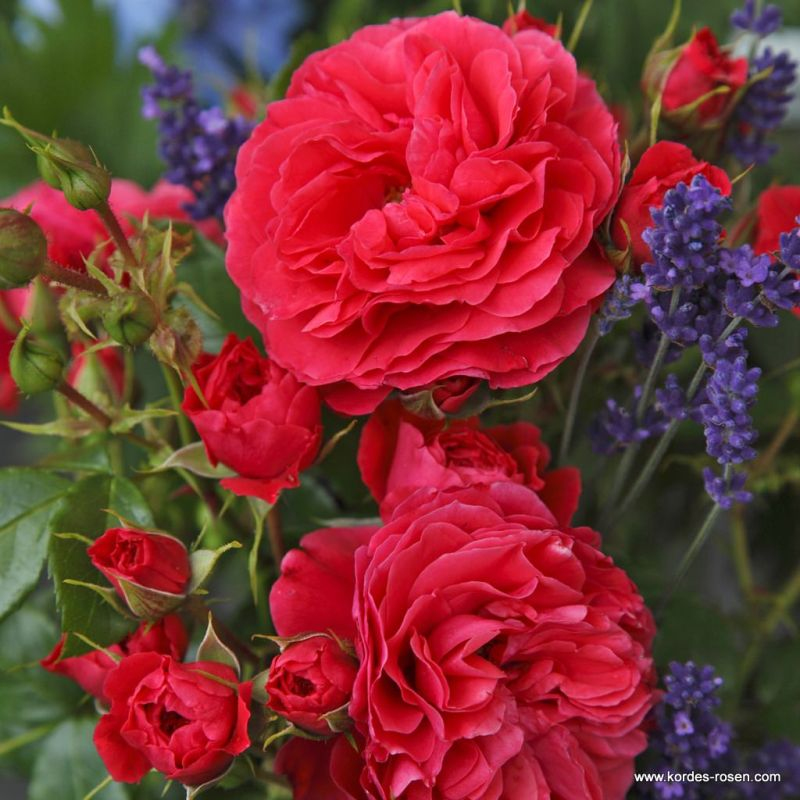 Ruža ´Cherry Girl´