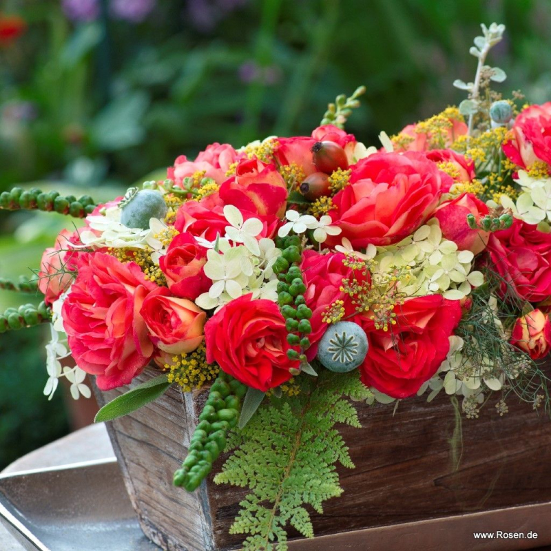 Ruža ´Gebrüder Grimm´