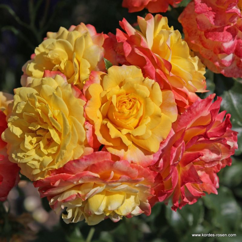 Ruža ´Rose der Hoffnung´