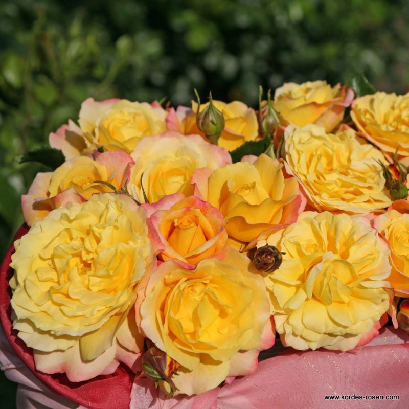 Ruža ´Rose der Hoffnung´