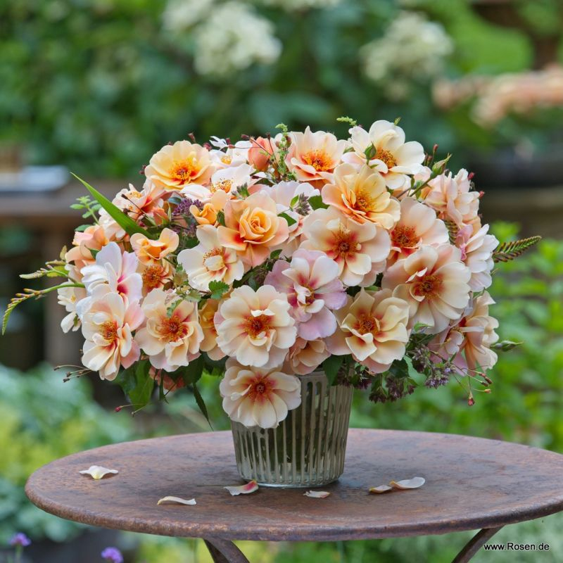 Ruža ´See You in Apricot´