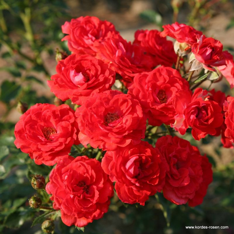 Ruža ´Zwergenfee 09´