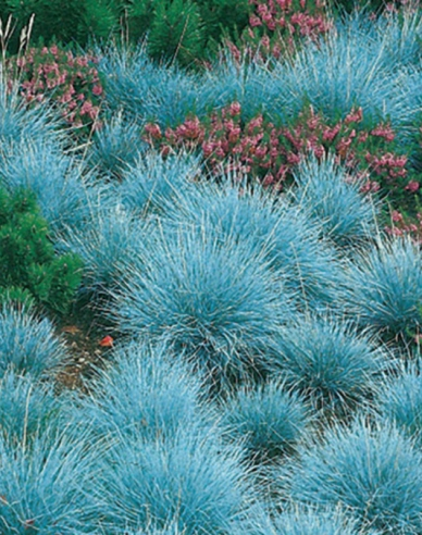 Kostrava ´Elijah Blue´ 10l