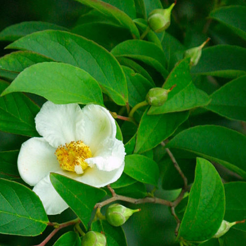 Stewartia kaméliovitá