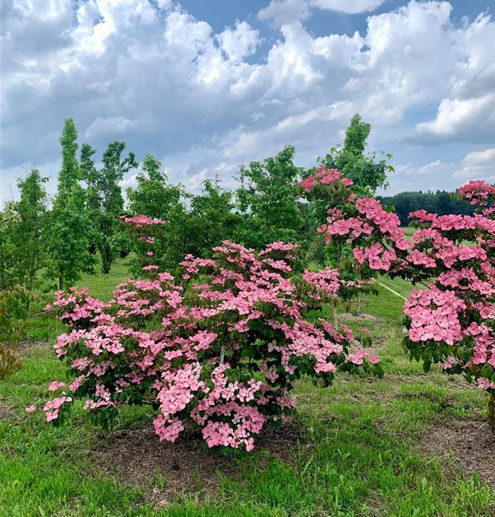 Drieň kousa (čínsky) ´Satomi´