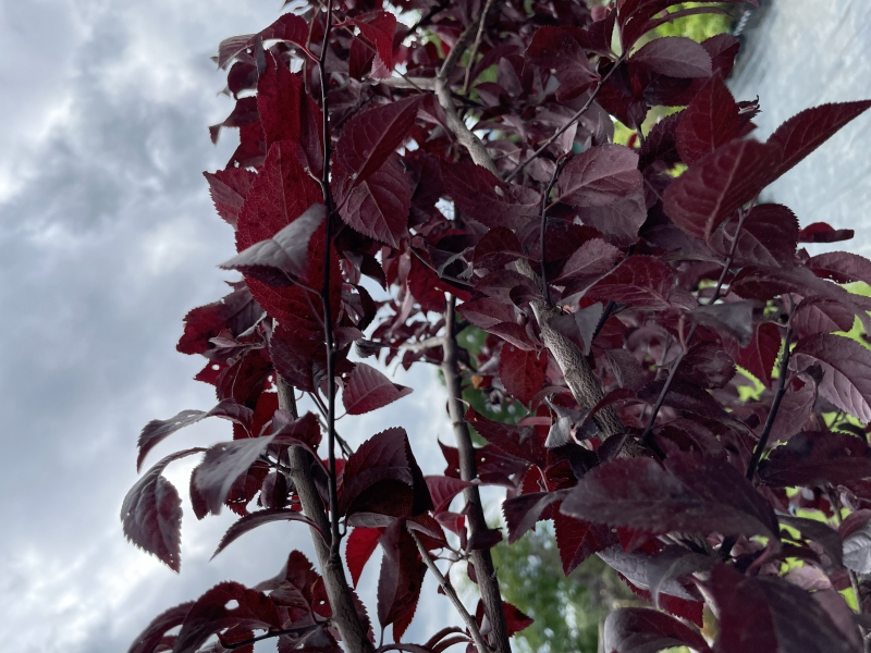 Slivka čerešňoplodá ´Pissardi´ - Špalliera