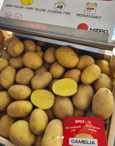 Sadbové zemiaky ´Camelia´ vanička 1kg