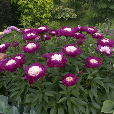 Pivonka čínska  ’White Cap’