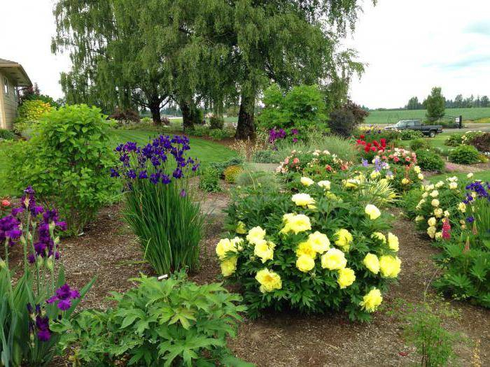 Pivonka itoh ’Bartzella’  hybrid