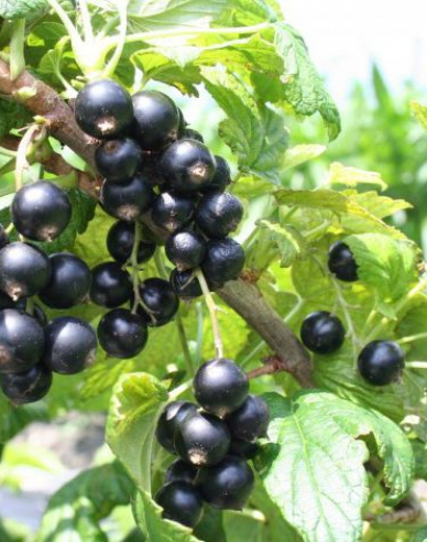 Ríbezľa čierna ´Cassisima Noiroma´  Stromčeková, 2l