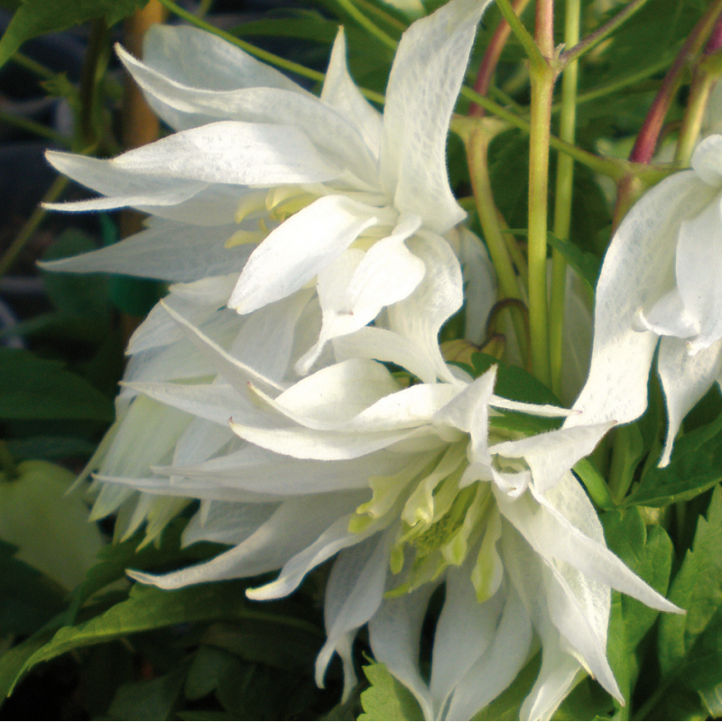 Plamienok  ‘Albina Plena´