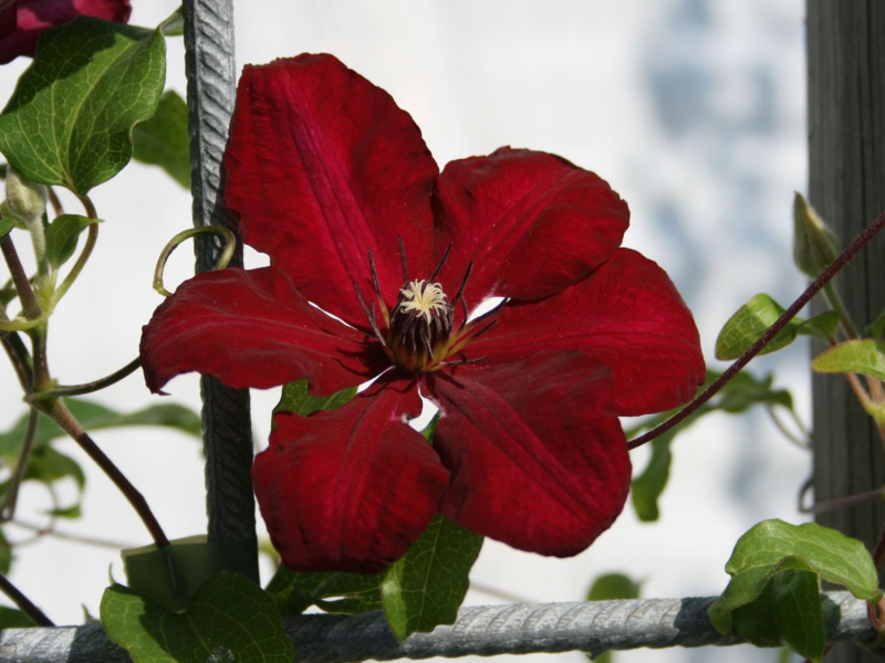 Plamienok  ’Solidarnosc’