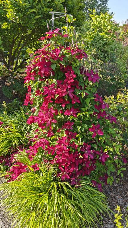 Plamienok  ’Solidarnosc’