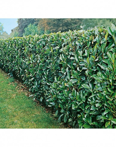 Vavrínovec lekársky ´Novita´ 3L