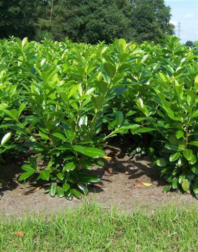 Vavrínovec lekársky ´Novita´ 3L