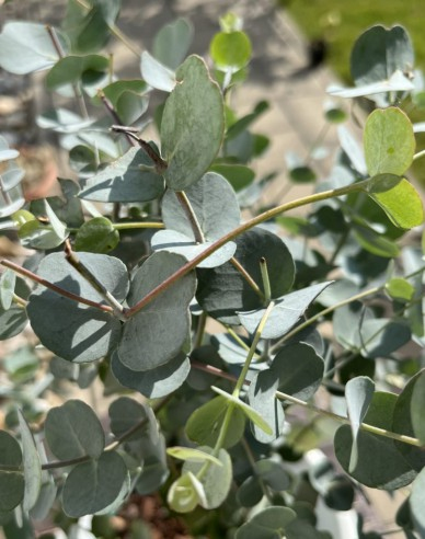 Eukalyptus ´Gunni´ 200 - 250cm