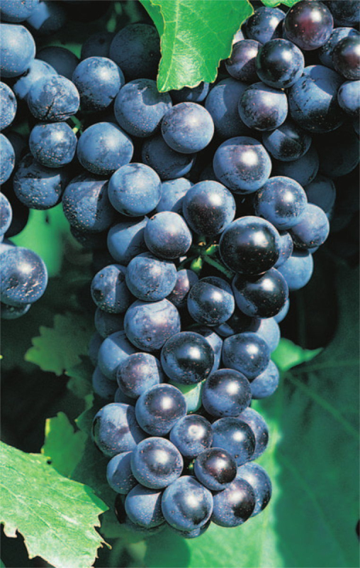 Vinič stolový ´Muscat Blue´