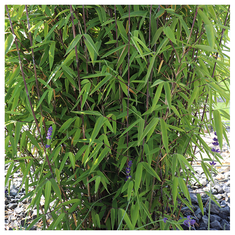 Bambus ´Fargesia Nitida Volcano´