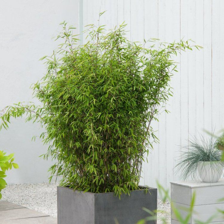 Bambus ´Fargesia Nitida Volcano´