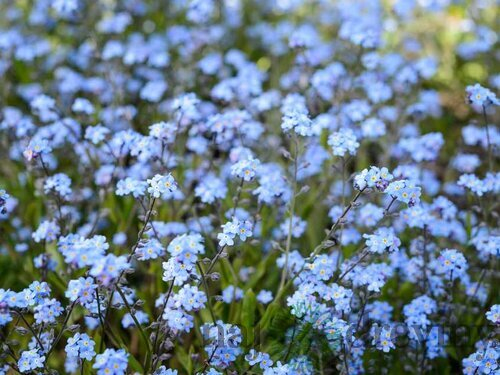 Nezábudka lesná ´Modrá´