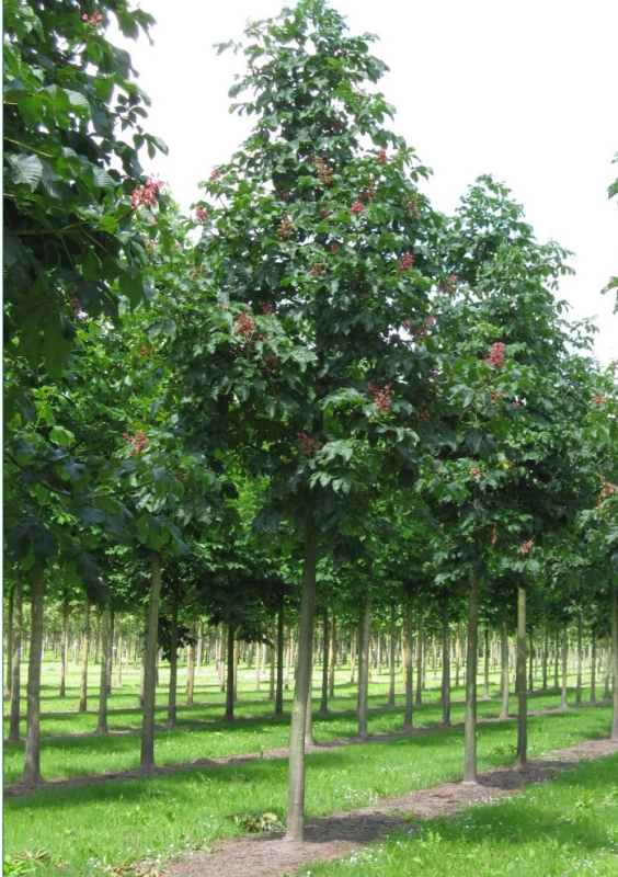 Pagaštan pleťový ´Briotii´