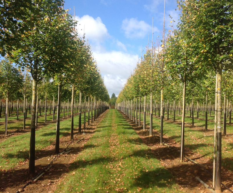 Lipa malolistá ´Rancho´