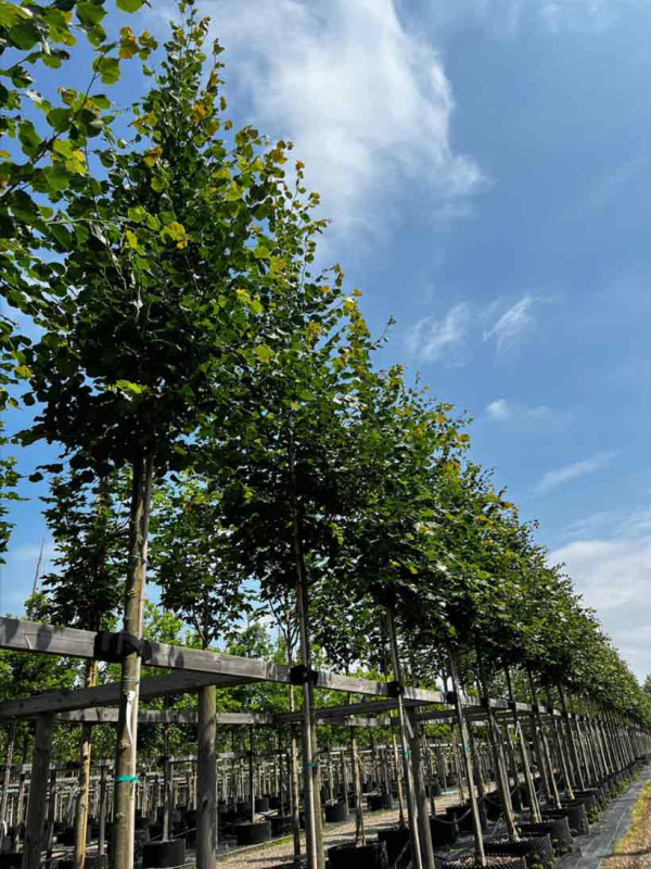 Lipa malolistá ´Rancho´