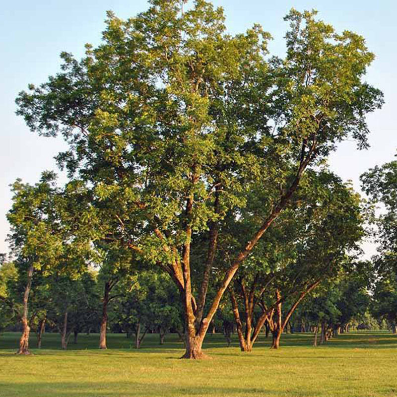 Pekanový orech, Hikória pekanová ´Choctaw´