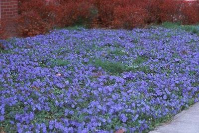 Zimozeleň menšia (vinca minor)