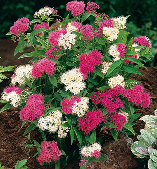 Tavoľník japonský Genpei