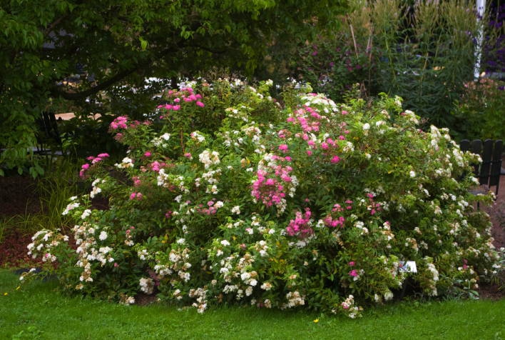 Tavoľník japonský Genpei