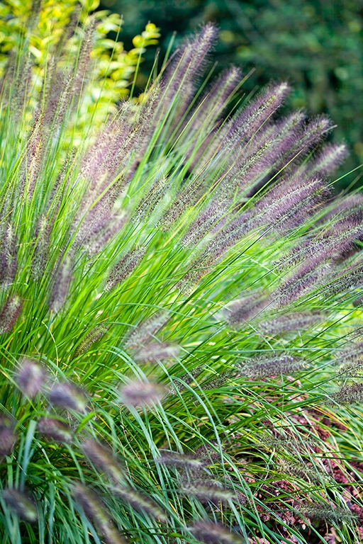 Perovec psiarkovitý ’Viridescens’