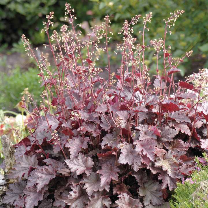 Heuchera ’Melting Fire’