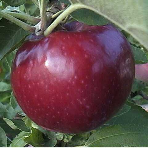 Jabloň ´Vista Bella´ letná, podp. M9, voľnok.