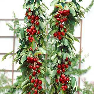 Čerešňa stĺpová ´Sylvia´