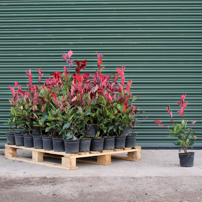 Červienka Fraserova ´ Little Red Robin´