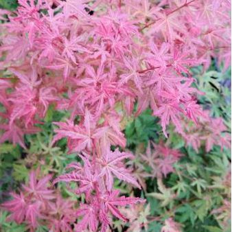 Javor dlaňovitolistý ´Butterscotch´