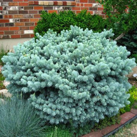 Smrek pichľavý ‘Glauca Globosa´