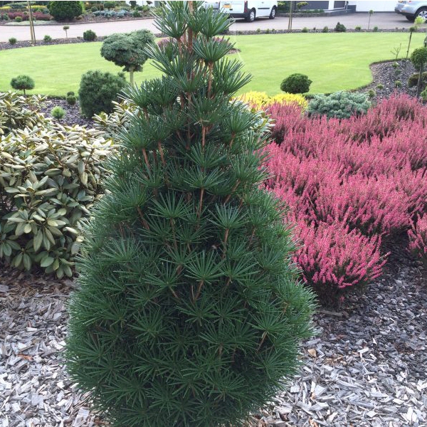 Dáždnikovec praslenovitý 30/40cm