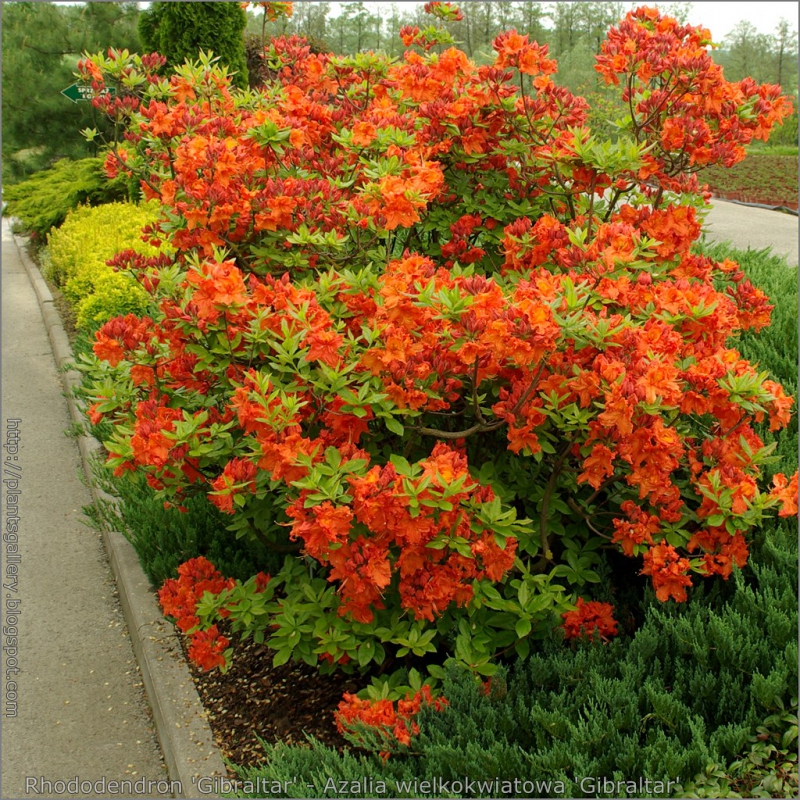 Azalka veľkokvetá ´Gibraltar´