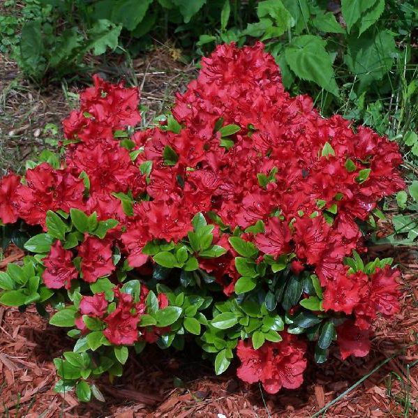 Azalka japonská ´Hot Shot´