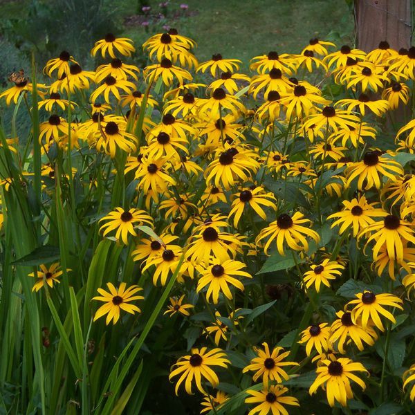 Rudbekia ´Goldsturm´ 1l