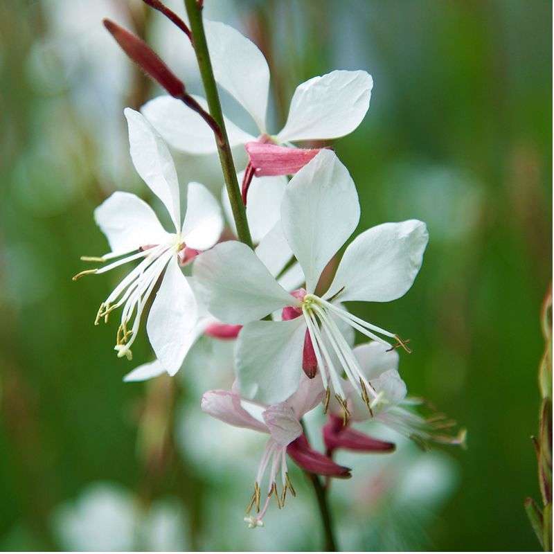 Gaura ʹWhirling Butterfliesʹ