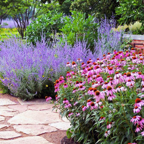 Perovskia ´Russian Sage´