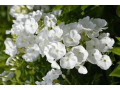 Flox metlinatý  Sweet Summer ’Snow’