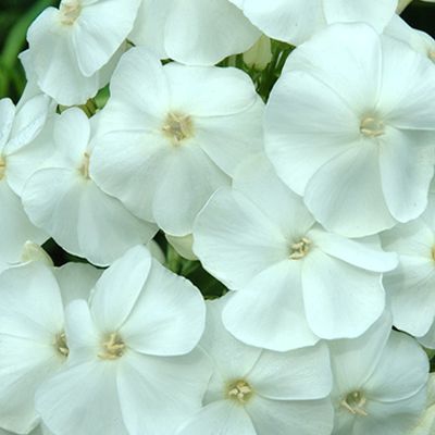 Flox metlinatý  Sweet Summer ’Snow’